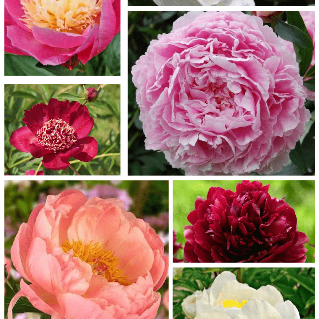 Pachet Promotional Bulbi de Bujori Mixt, 10 Bucati