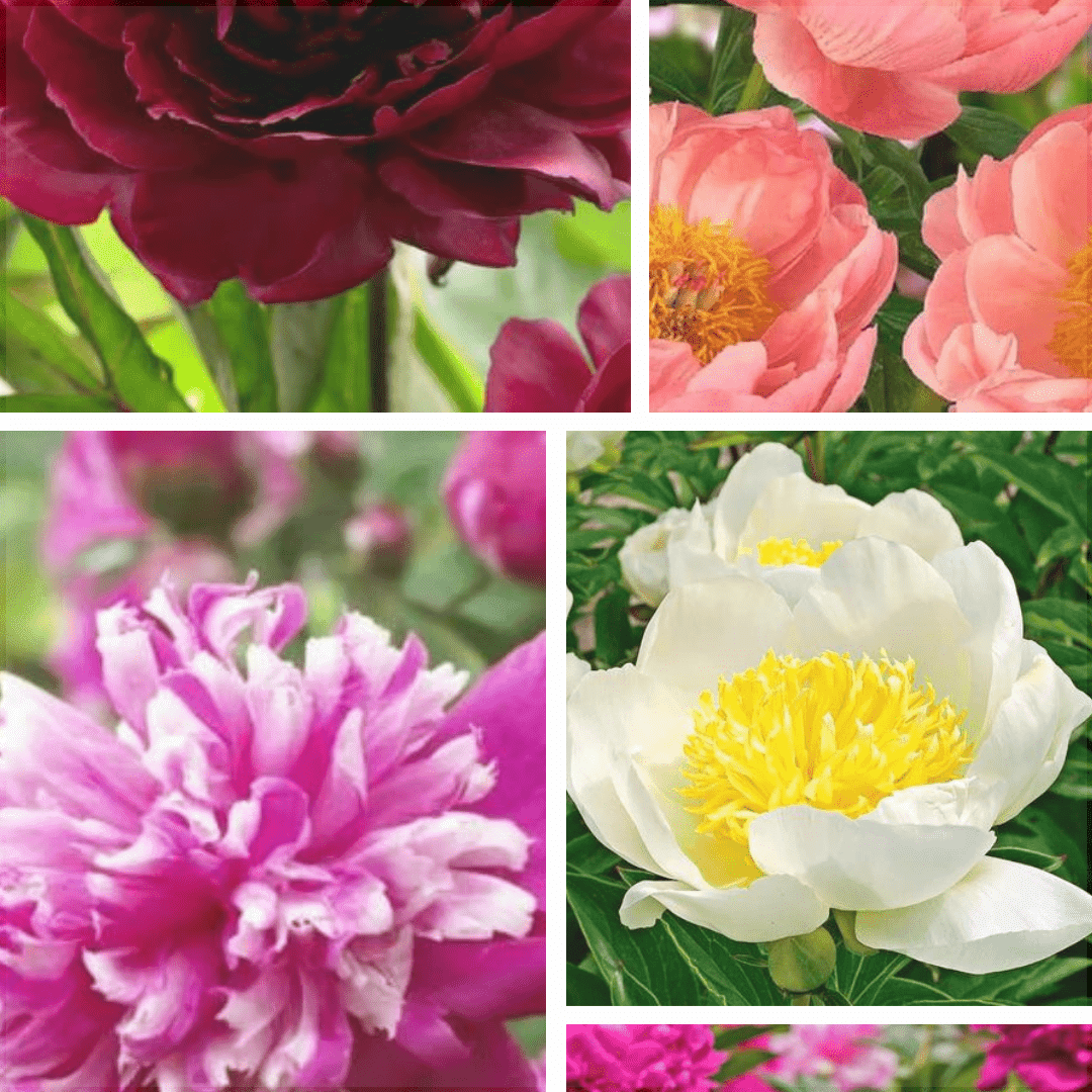 Pachet Promotional Bulbi de Bujori Mixt, 5 Bucati