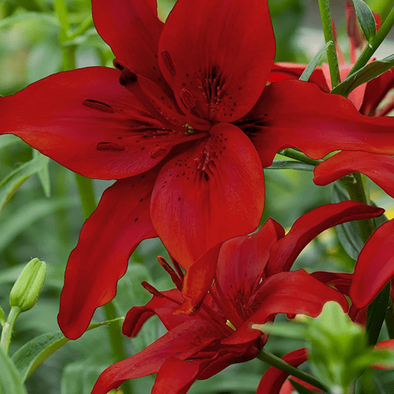 Pachet Promotional Bulbi de Crini Fantasy Mixt, 10 Bucati