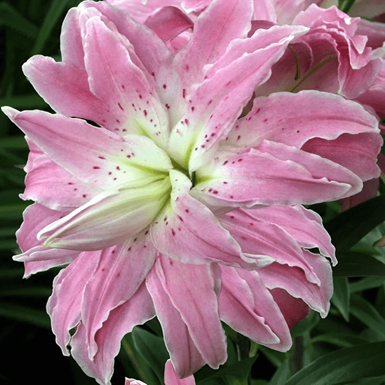 Pachet Promotional Bulbi de Crini Fantasy Mixt, 10 Bucati