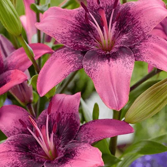 Pachet Promotional Bulbi de Crini Fantasy Mixt, 10 Bucati