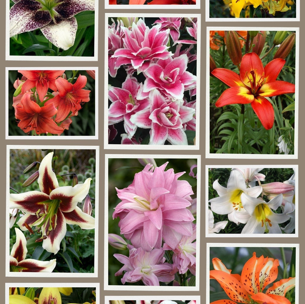 Pachet Promotional Bulbi de Crini Fantasy Mixt, 10 Bucati