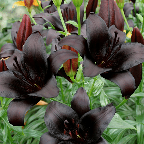 Pachet Promotional Bulbi de Crini Fantasy Mixt, 10 Bucati