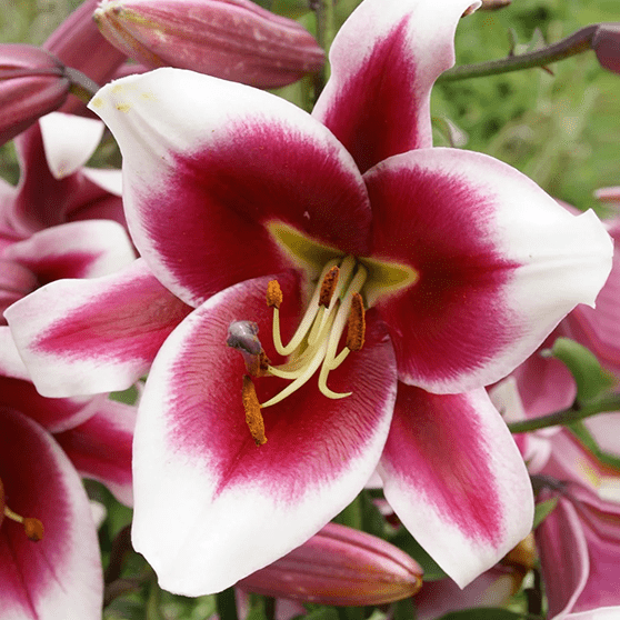 Pachet Promotional Bulbi de Crini Fantasy Mixt, 10 Bucati