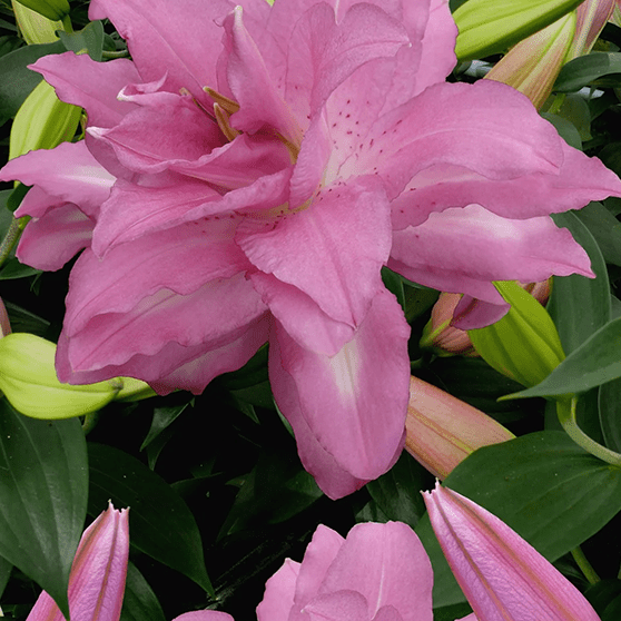 Pachet Promotional Bulbi de Crini Fantasy Mixt, 10 Bucati