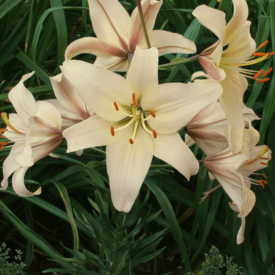 Pachet Promotional Bulbi de Crini Fantasy Mixt, 10 Bucati