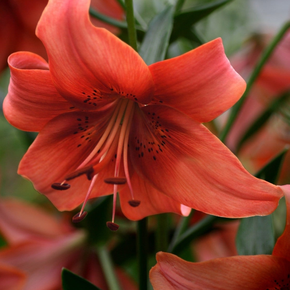 Pachet Promotional Bulbi de Crini Fantasy Mixt, 20 Bucati