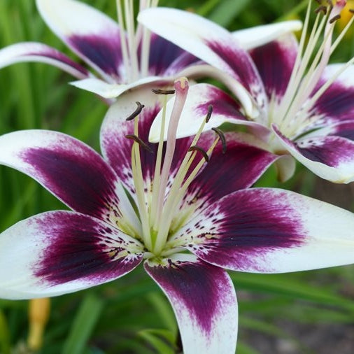 Pachet Promotional Bulbi de Crini Fantasy Mixt, 20 Bucati