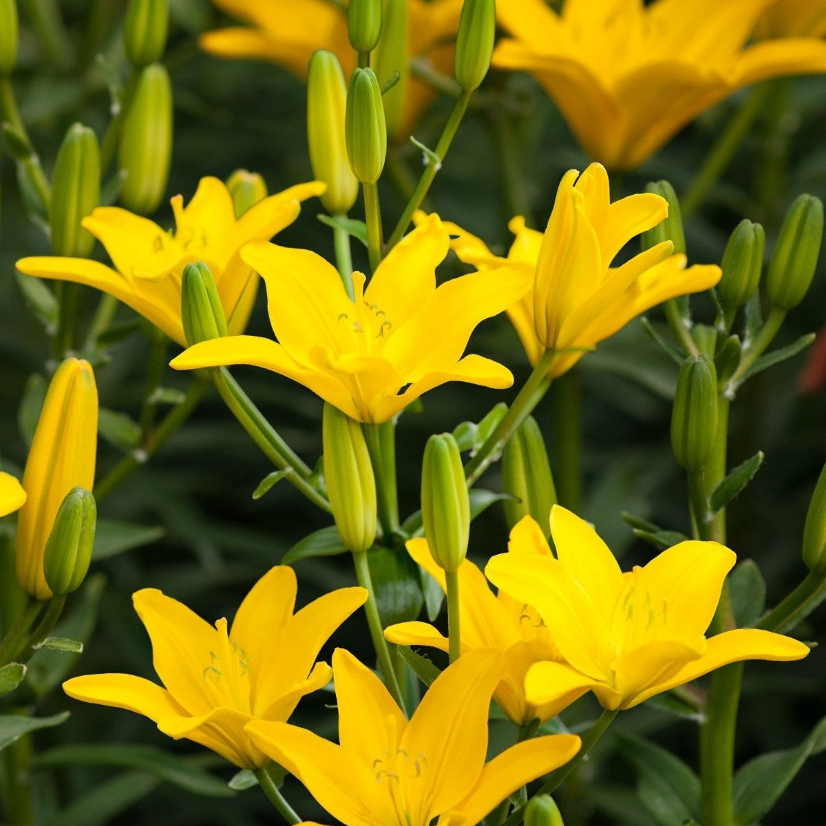 Pachet Promotional Bulbi de Crini Fantasy Mixt, 20 Bucati