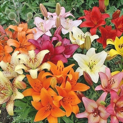 Pachet Promoțional Bulbi de Crini Giganți Mixt, 50 Bucăți