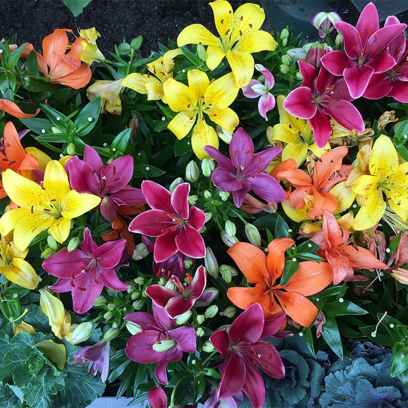 Pachet Promoțional Bulbi de Crini Imperiali Mixt, 20 Bucăți