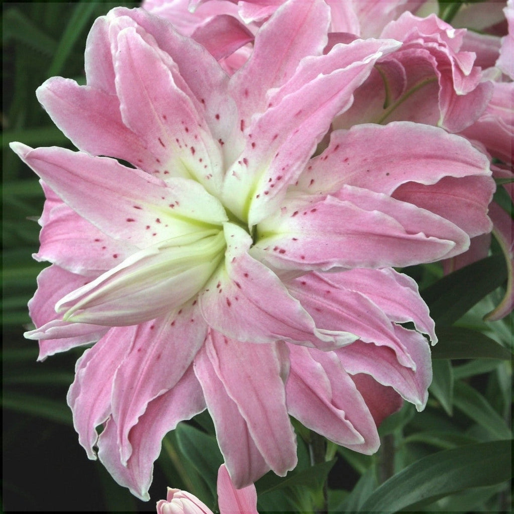 Pachet Promotional Bulbi de Crini Lotus Mixt, 10 Bucati