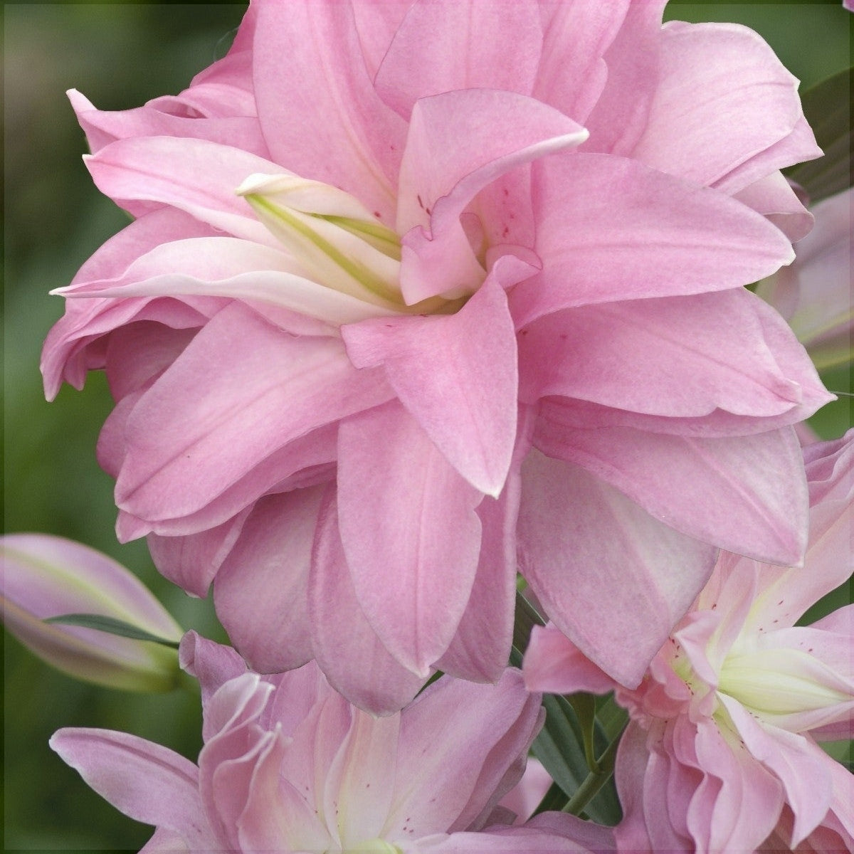 Pachet Promotional Bulbi de Crini Lotus Mixt, 10 Bucati