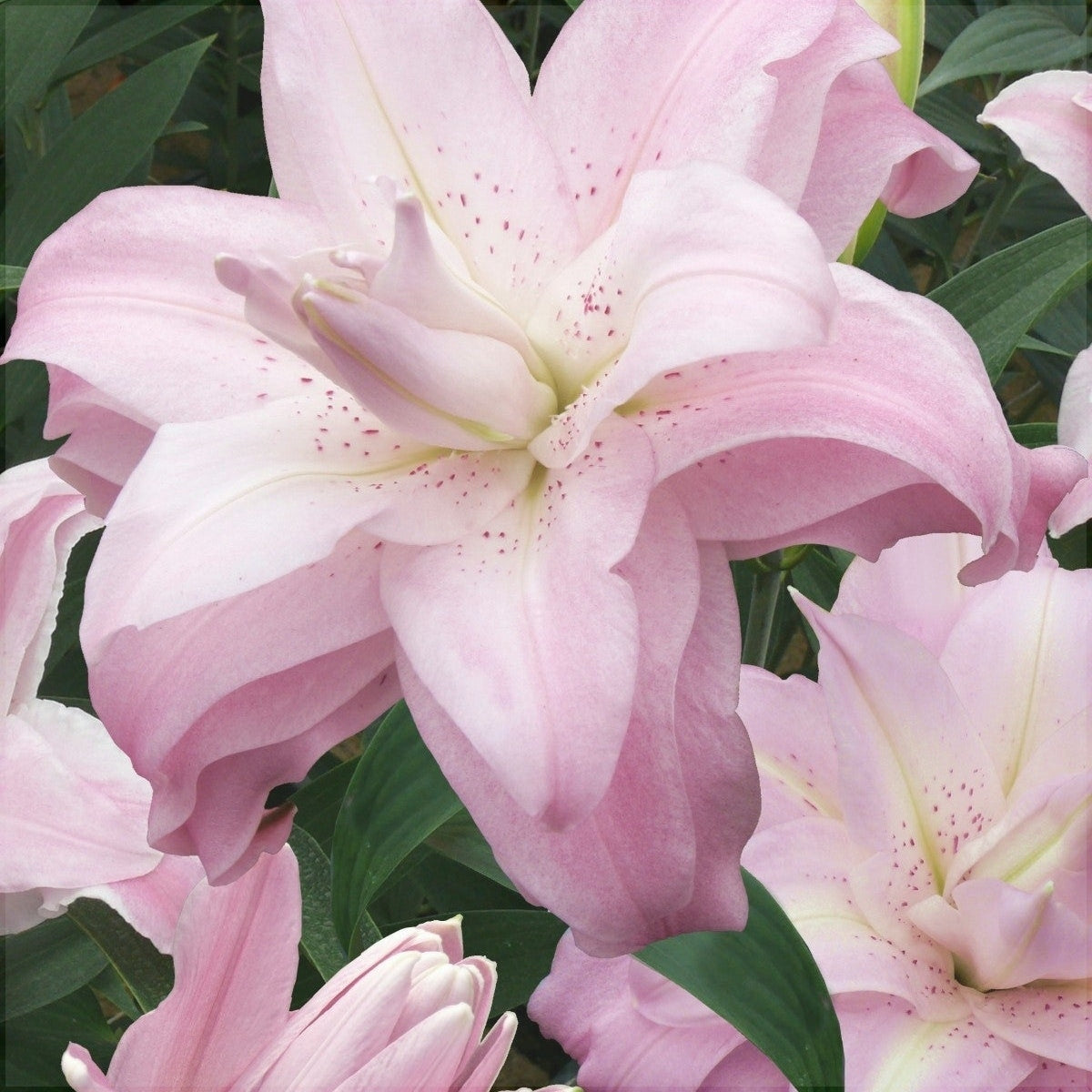 Pachet Promotional Bulbi de Crini Lotus Mixt, 10 Bucati