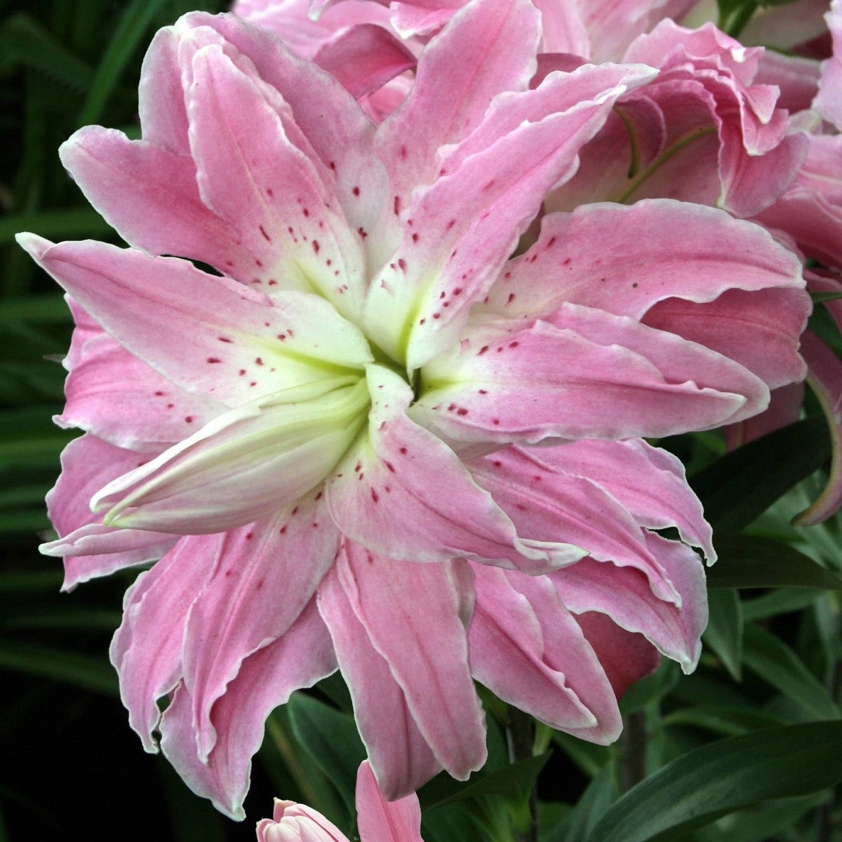 Pachet Promotional Bulbi de Crini Lotus Mixt, 5 Bucati