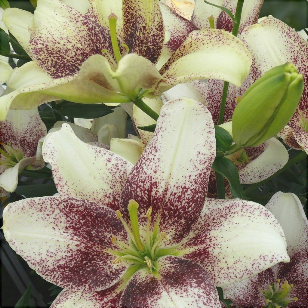 Pachet Promotional Bulbi de Crini Mixt, 30 Bucati