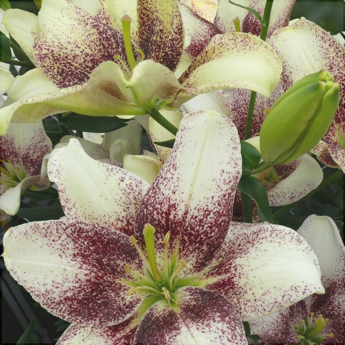 Pachet Promotional Bulbi de Crini Mixt, 30 Bucati