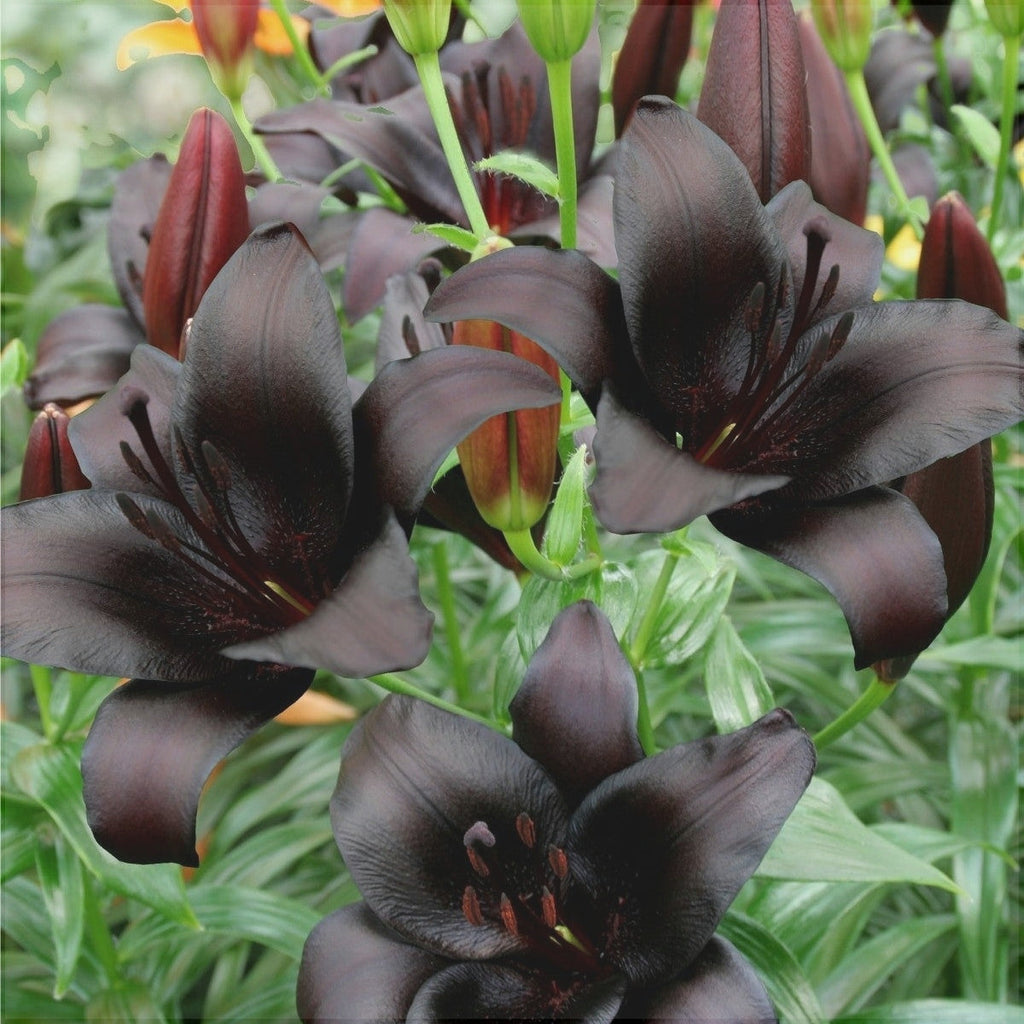 Pachet Promotional Bulbi de Crini Mixt, 30 Bucati