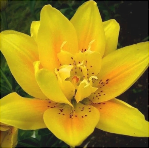 Pachet Promotional Bulbi de Crini Mixt, 30 Bucati