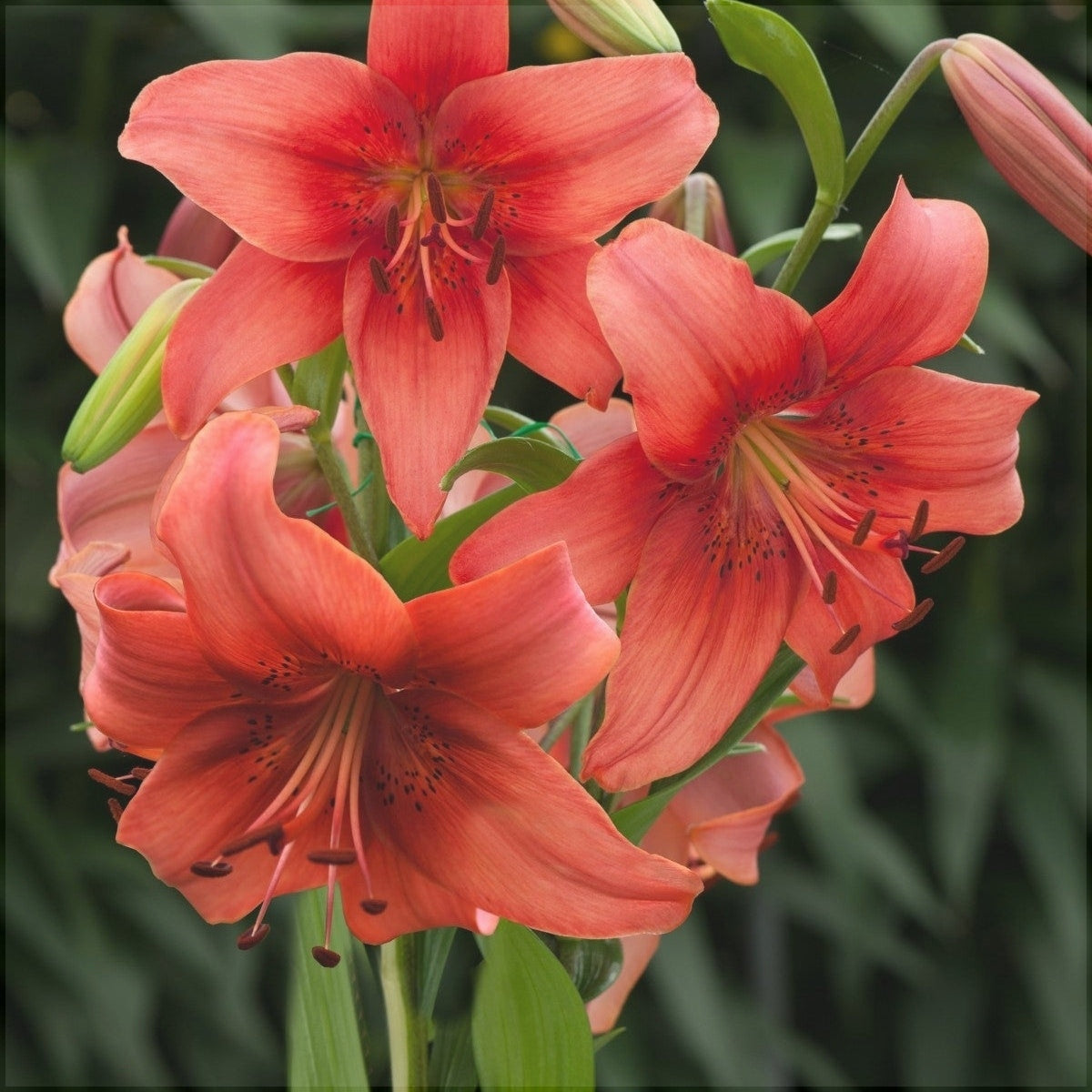 Pachet Promotional Bulbi de Crini Mixt, 30 Bucati