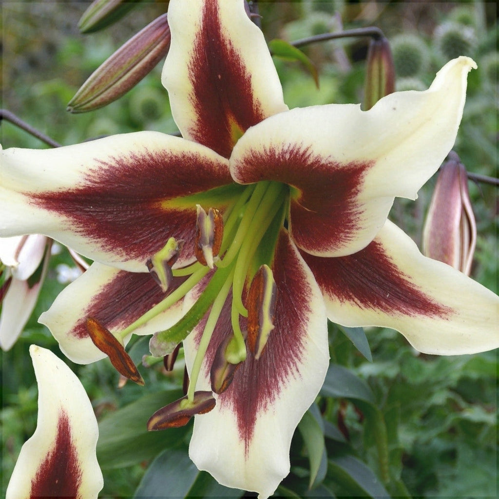 Pachet Promotional Bulbi de Crini Mixt, 30 Bucati