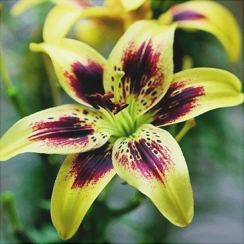 Pachet Promotional Bulbi de Crini Mixt, 30 Bucati