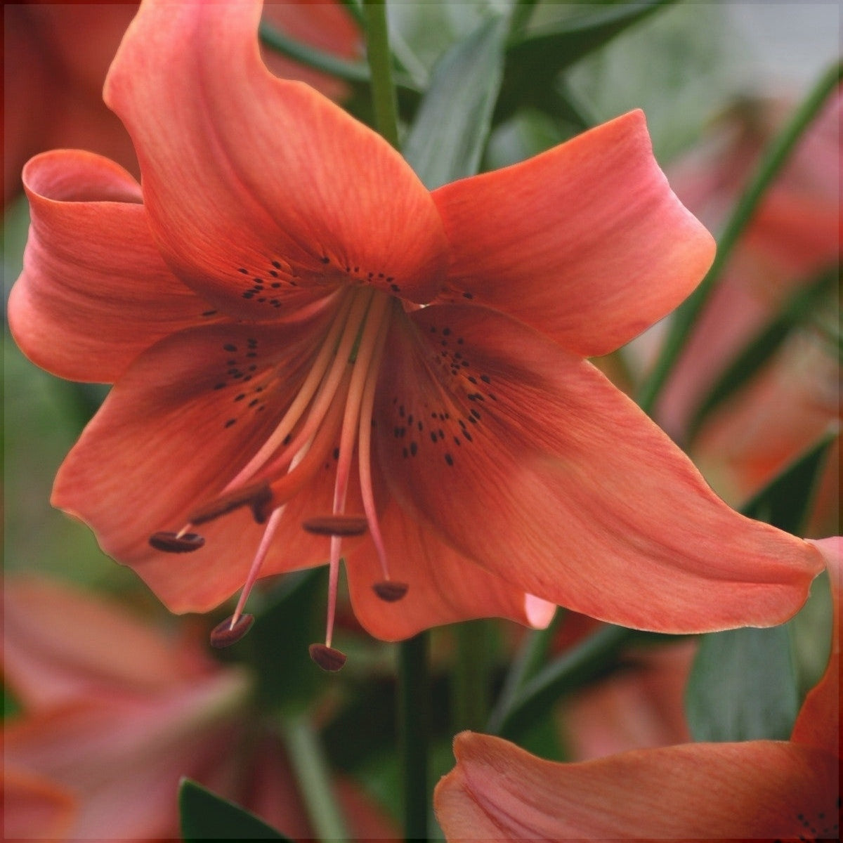 Pachet Promotional Bulbi de Crini Mixt, 30 Bucati