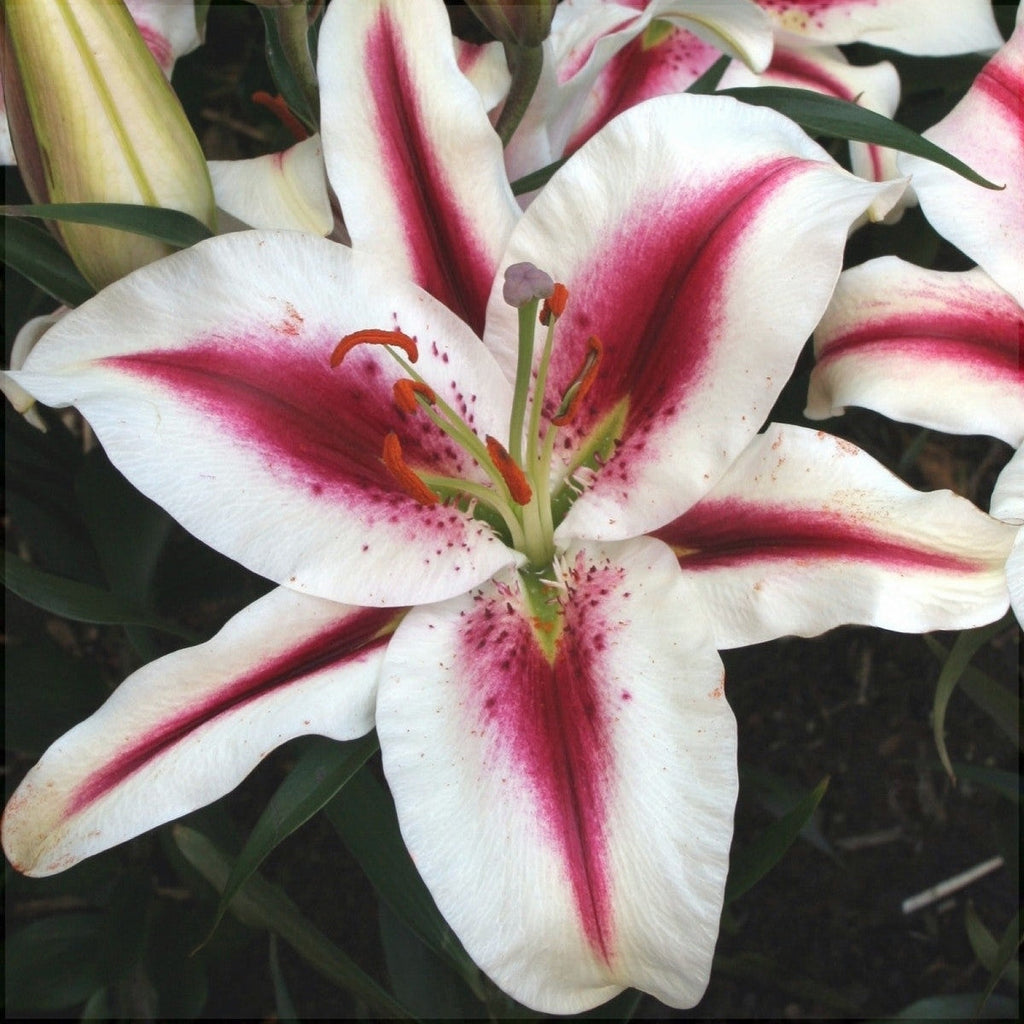 Pachet Promotional Bulbi de Crini Mixt, 30 Bucati