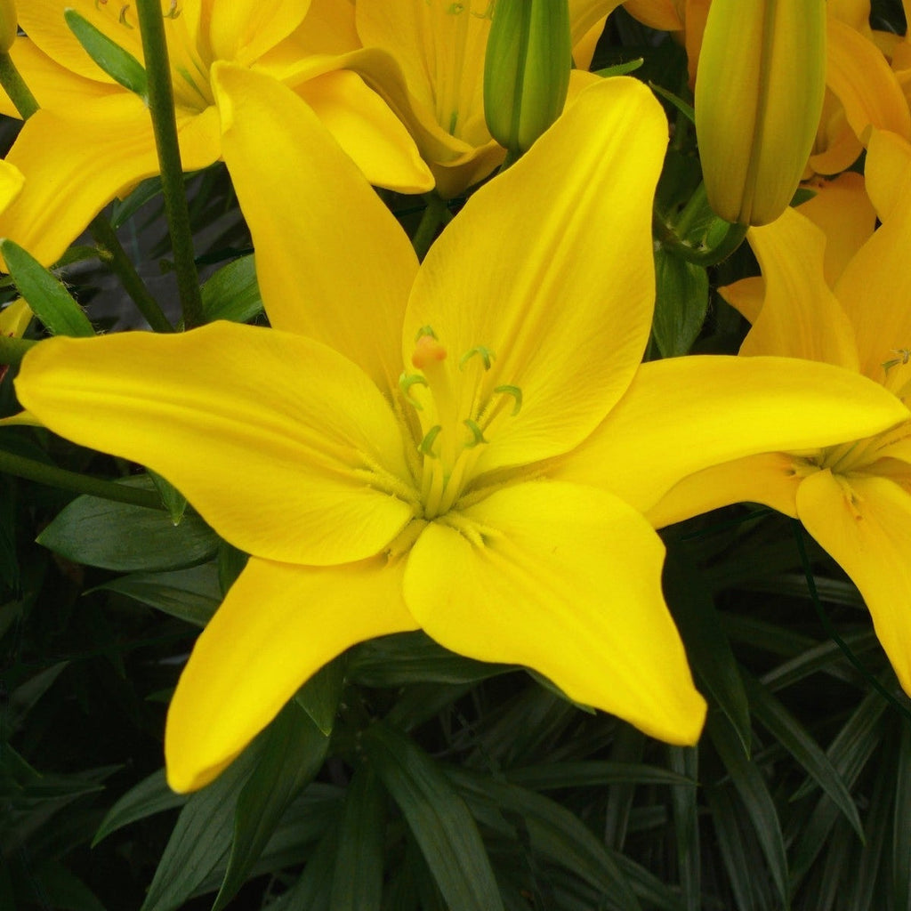 Pachet Promotional Bulbi de Crini Parfumati Mixt, 50 Bucati