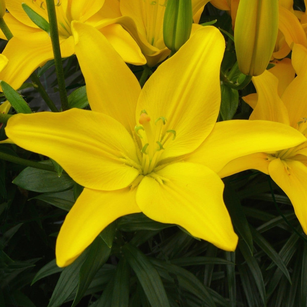 Pachet Promotional Bulbi de Crini Parfumati Mixt, 50 Bucati