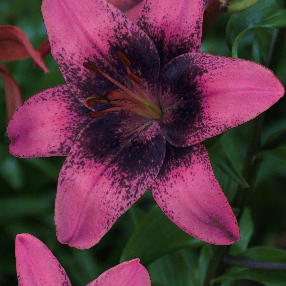 Pachet Promotional Bulbi de Crini Parfumati Mixt, 50 Bucati