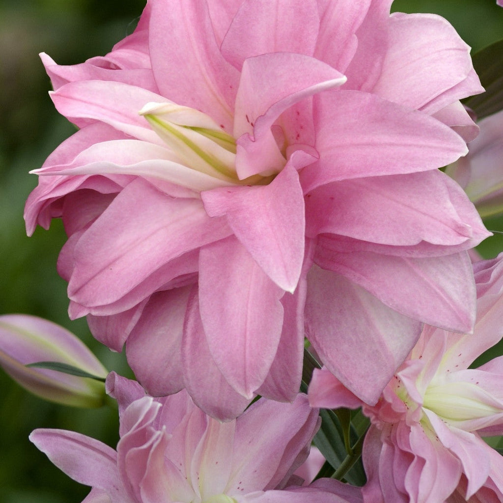 Pachet Promotional Bulbi de Crini Parfumati Mixt, 50 Bucati