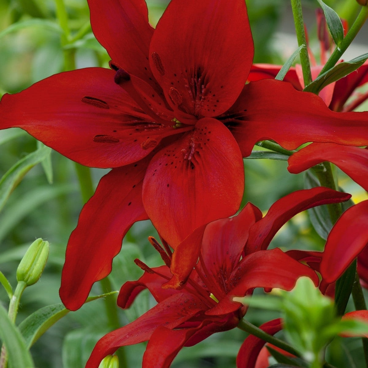 Pachet Promotional Bulbi de Crini Parfumati Mixt, 50 Bucati