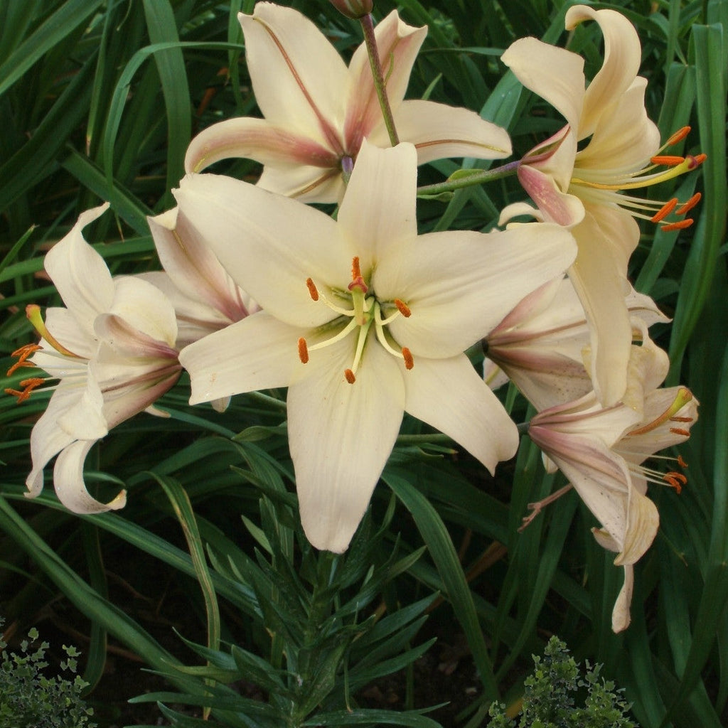 Pachet Promotional Bulbi de Crini Parfumati Mixt, 50 Bucati