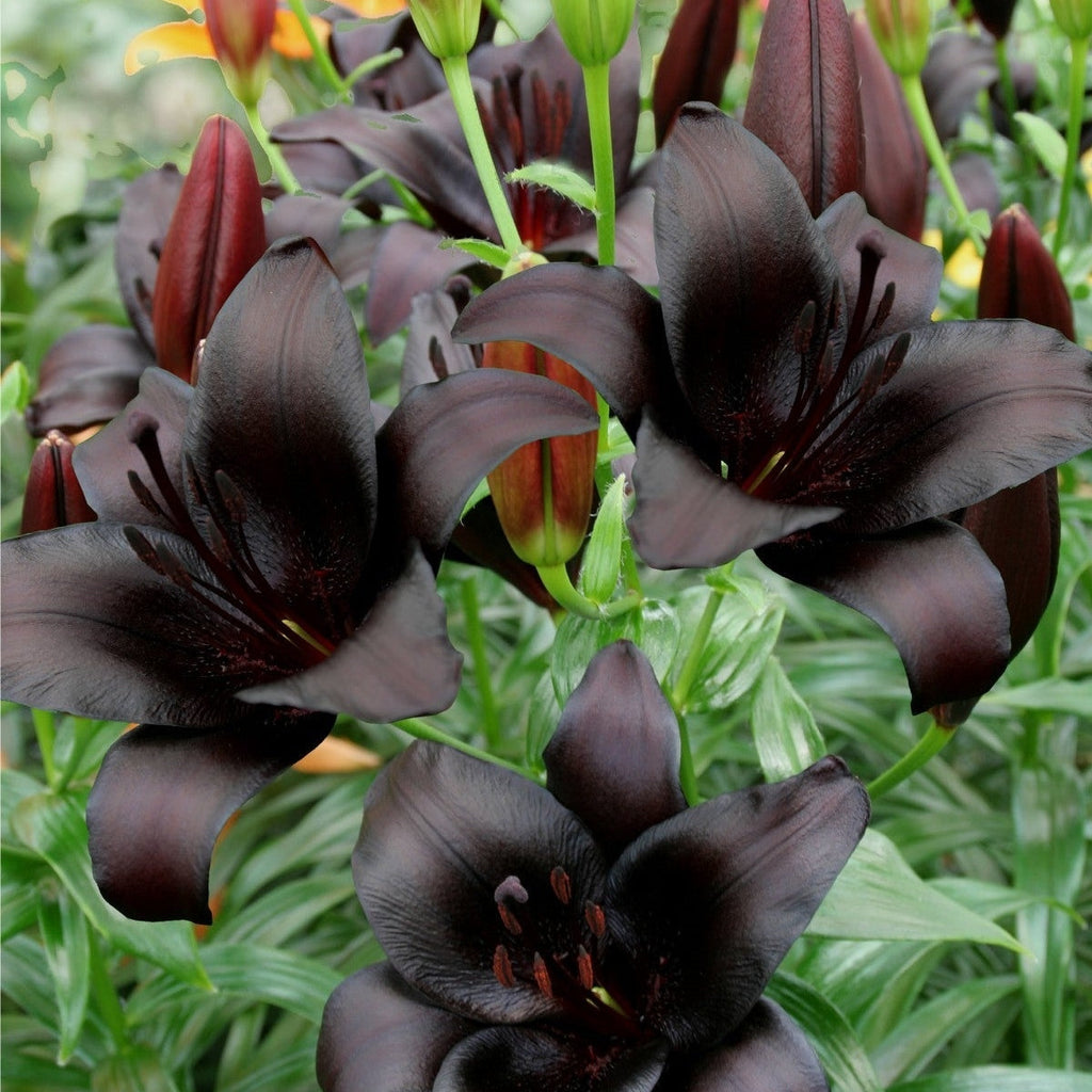 Pachet Promotional Bulbi de Crini Parfumati Mixt, 50 Bucati