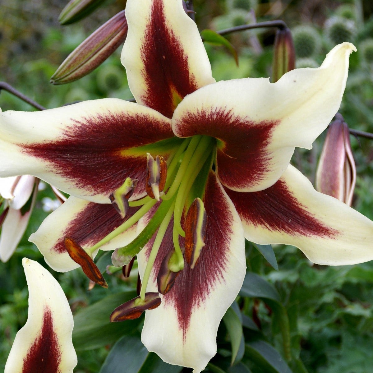 Pachet Promotional Bulbi de Crini Parfumati Mixt, 50 Bucati