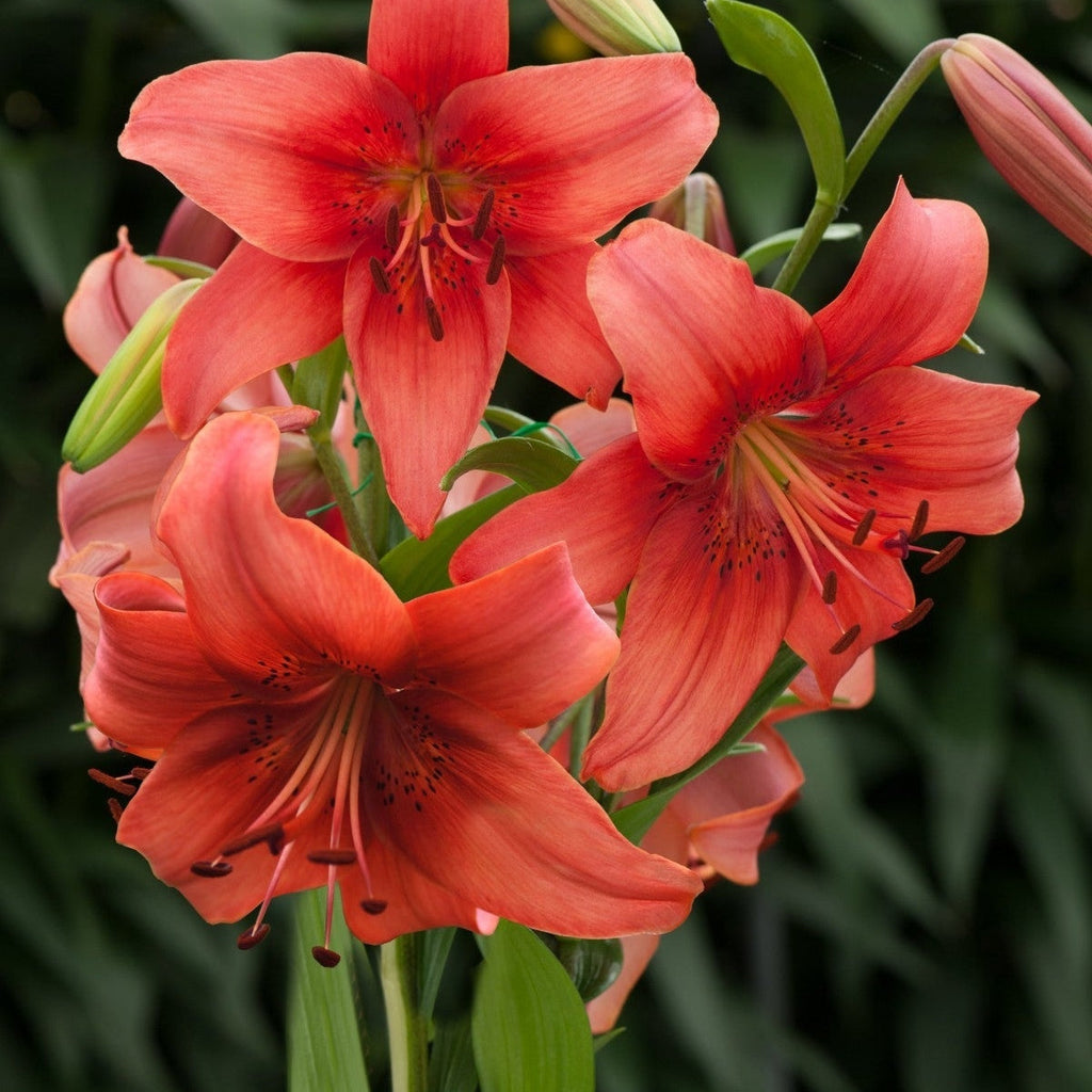 Pachet Promotional Bulbi de Crini Parfumati Mixt, 50 Bucati