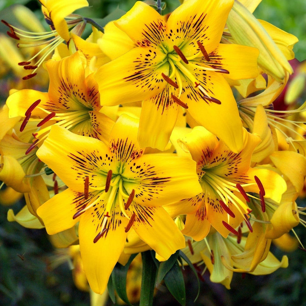 Pachet Promotional Bulbi de Crini Parfumati Mixt, 50 Bucati