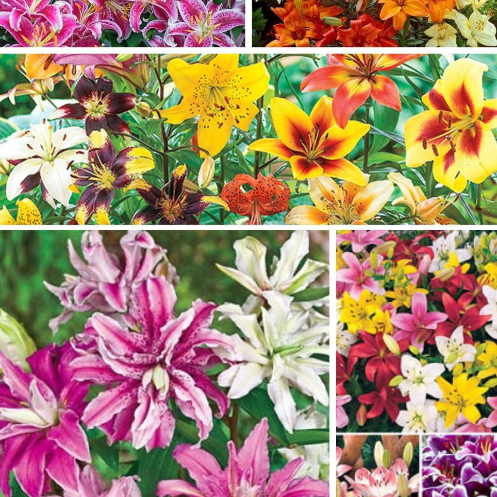 Pachet Promotional Bulbi de Crini Parfumati Mixt, 50 Bucati