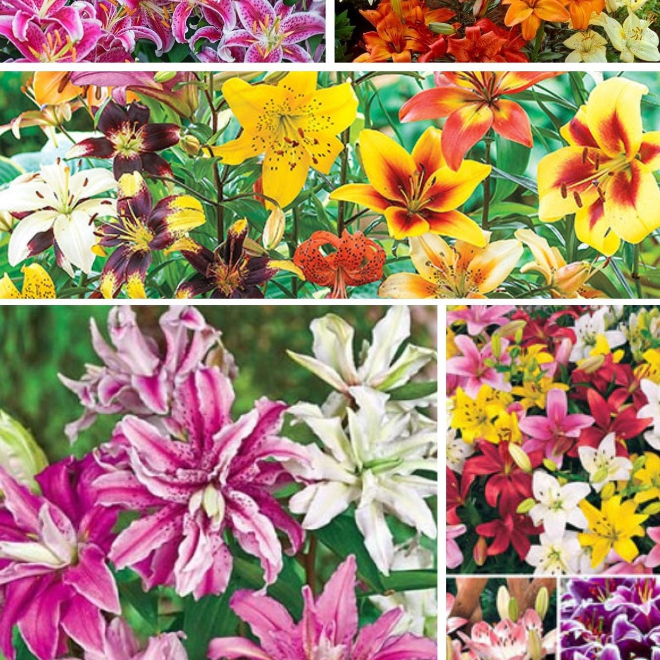 Pachet Promotional Bulbi de Crini Parfumati Mixt, 50 Bucati