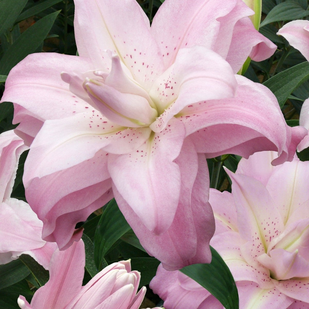 Pachet Promotional Bulbi de Crini Parfumati Mixt, 50 Bucati