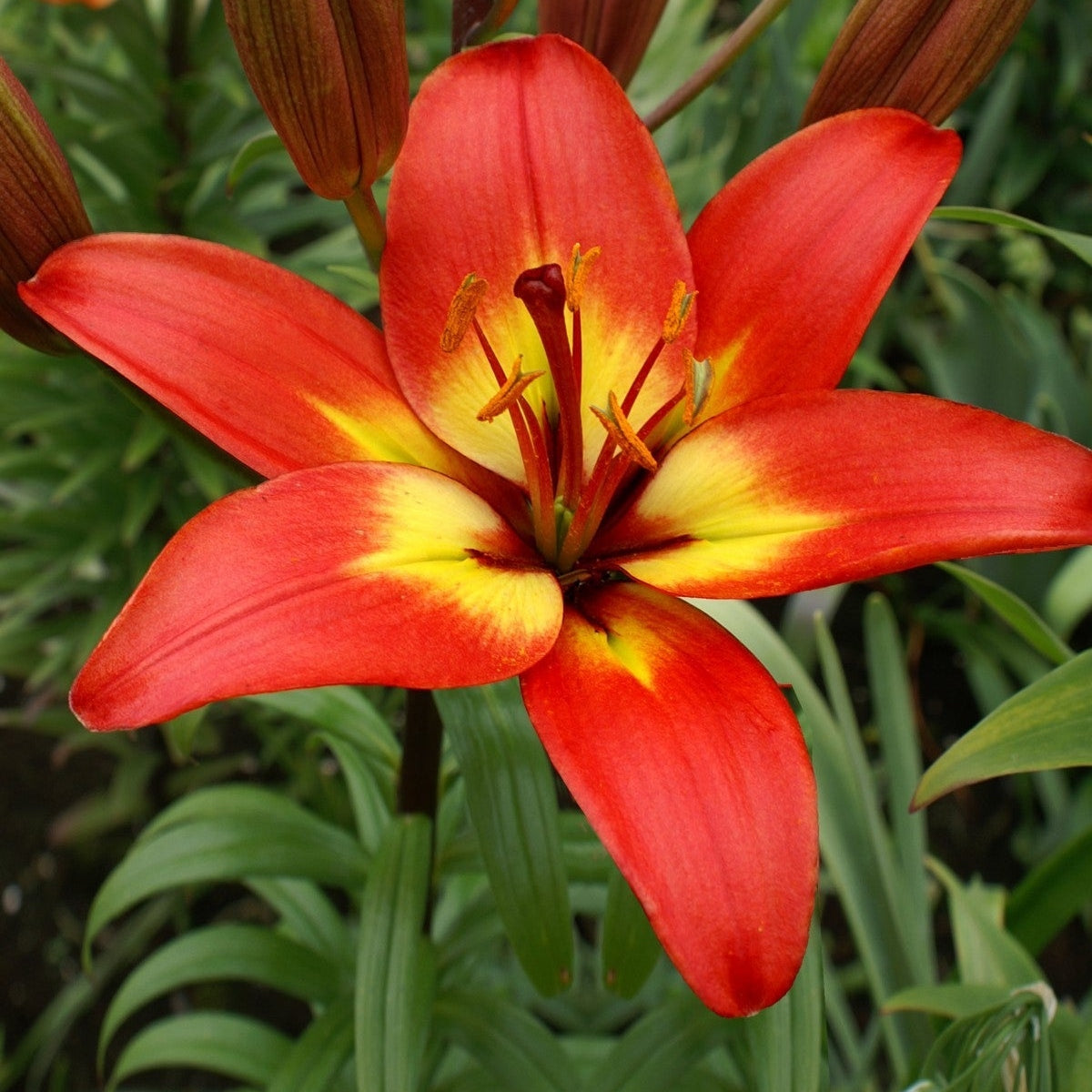 Pachet Promotional Bulbi de Crini Parfumati Mixt, 50 Bucati