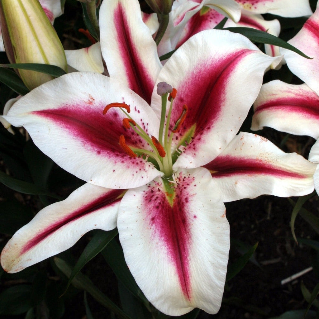 Pachet Promotional Bulbi de Crini Parfumati Mixt, 50 Bucati