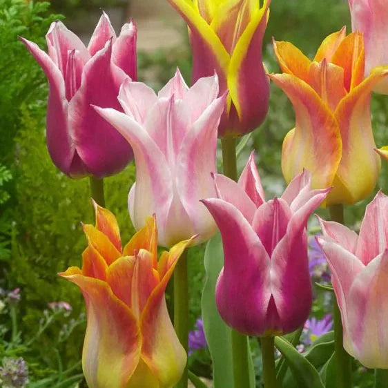 Pachet Promotional Bulbi de Lalele Lily, 50 Bucati