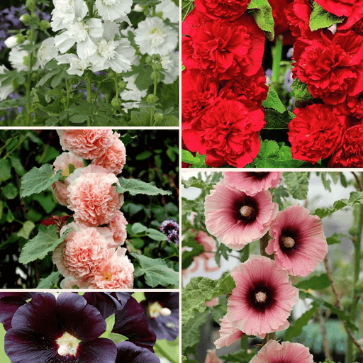 Pachet Promotional Bulbi de Nalba de Gradina "Alcea Rosea" Mixt, 5 Bucati