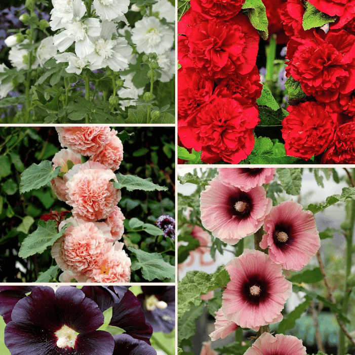 Pachet Promotional Bulbi de Nalba de Gradina "Alcea Rosea" Mixt, 5 Bucati