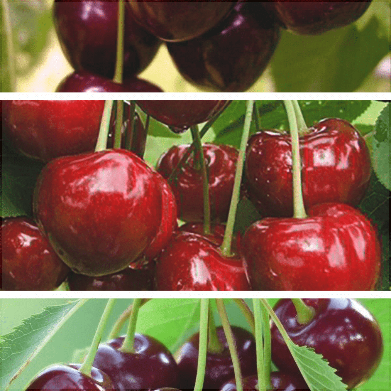 Pachet 5 Promotional Cires 3 Bucati