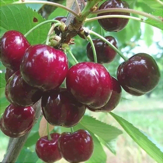 Pachet 5 Promotional Cires 3 Bucati