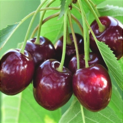 Pachet 5 Promotional Cires 3 Bucati