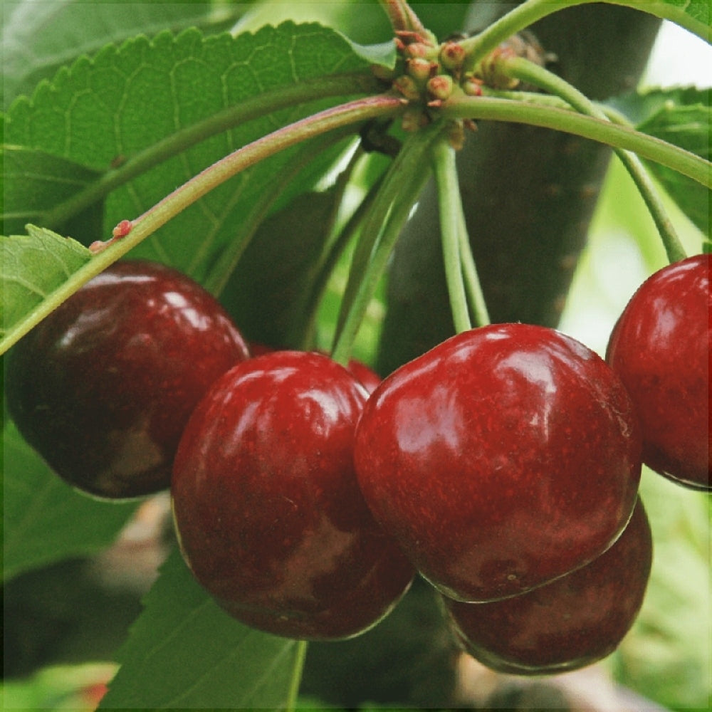 Pachet 5 Promotional Cires 3 Bucati